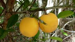 Image result for Garcinia buchneri