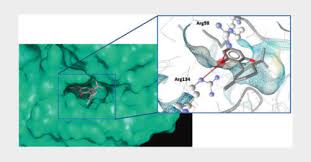 Image result for Krauseola mosambicina