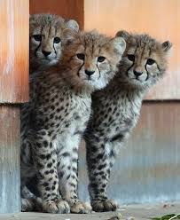 Three Hand Raised Baby Cheetahs Examine Their New Surroundings At The Zoo In Rostock Germany Picture Epa Via Telegraph Baby Cheetahs Wild Cats Animals Wild