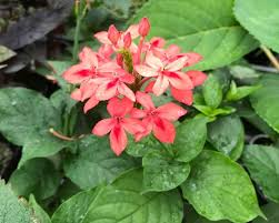 Image result for Ruspolia seticalyx