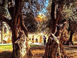 لو يذكر الزيتون غارسه لصار الزيت دمعا يا حكمة الأجداد لو من لحمنا نعطيك درعا roman province holy land asia