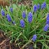 The most common is the dooryard violet (viola sororia). Https Encrypted Tbn0 Gstatic Com Images Q Tbn And9gcqpr02crehng4yww3yn5uihzzbcdvkavou0x Sedaplptqye5lr Usqp Cau