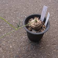 Image result for Trochomeria polymorpha