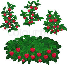 Raspberries Clipart Wild Berry 16 800 X 769 Free Clip Art Stock Illustration Memegene Net Raspberry Plants Plant Vector Plants