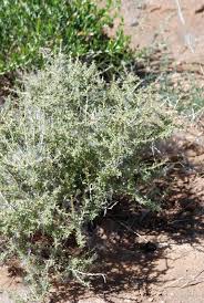 Image result for Aizoon schellenbergii