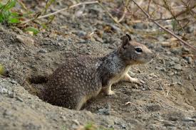 After all, some of these ground. Ground Squirrel Control Pest Removal Services In The Bay Area