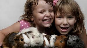 Dumped guinea pigs saved