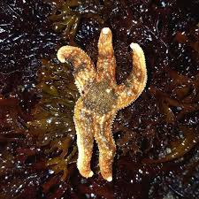 Image result for Nesphostylis holosericea