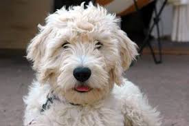 We raise goldendoodles with outstanding temperament and health.we are a small home breeder who raise our puppies in a very loving home environment. Goldendoodle Breeders Puppies For Sale Adoption In Northern California Goldendoodle Breeders Puppies For Sale Goldendoodle