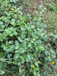 Image result for Crassocephalum vitellinum