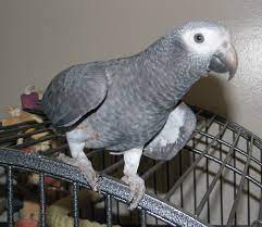Mengenal Burung African Grey Parrot Dan Cara Tepat Merawatnya Burung Jalak