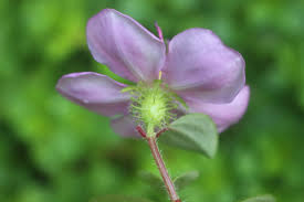 Image result for Dissotis multiflora