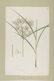 Image result for Cyperus distans