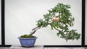 Jenis tanaman hias buah ditanam dirumah inspirasi. 5 Tanaman Hias Bonsai Buah Estetik Dan Bisa Dimakan