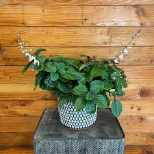 Image result for Plectranthus swynnertonii