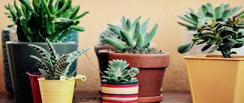 Mélangez plusieurs cactus de formes et. Cactus Et Plantes Grasses D Interieur Comment Les Cultiver