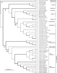 Image result for Crepidorhopalon tenuis