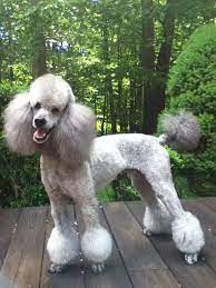 Pin On Sophie Haircut Ideas