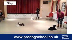 If you experience some unsolvable problems along the way, you can always consult a professional dog trainer especially concerning aggression. Puppy Training And Socialisation Classes Pro Dog School West Sussex Uk Youtube