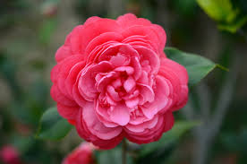 Maybe you would like to learn more about one of these? Camellia Plant Facts Gardenerdy