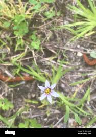 Image result for Sisyrinchium micranthum