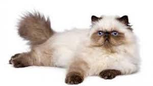 Jenis kucing himalaya karakteristik kepribadian dan perawatannya. Cat Lovers Yuk Kenali Lebih Jauh Jenis Kucing Himalayan Sebelum Anda Putuskan Memeliharanya Tribun Jabar