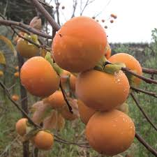 Image result for Diospyros