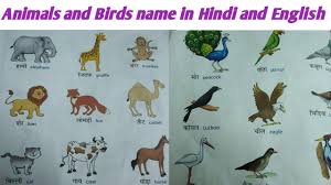 Animals And Birds Name In Hindi And English Names Of Animals And Birds Krishandkrishonly Youtube