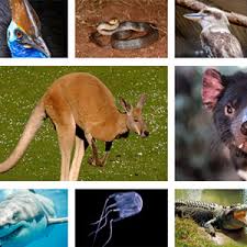 Most of this info i'm pulling from vlad dinets' amazing ama and eventual presentation to my. 10 Amazing Australian Animal Facts Australia The Gift Australia The Gift Australian Souvenirs Gifts