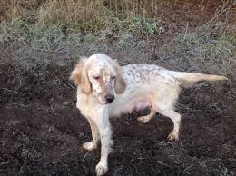The wolverine state is no stranger to pets as a good percentage of the state's occupants are proud pet owners. English Setter Puppies Puppy Dog Gallery