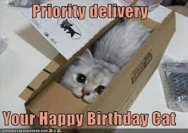 Priority Delivery Your Happy Birthday Cat Happy Birthday Cat Cat Birthday Funny Funny Happy Birthday Meme