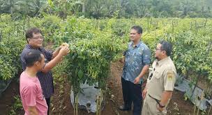 Menteri pertanian dan industri asas tani datuk seri ahmad shabery cheek berkata, kejayaan penganjuran festival durian malaysia 2017 (fdm 2017) sempena lawatan perdana menteri datuk seri najib razak ke china pada april 2011, kerajaan republik itu mengumumkan memberi akses. Kementerian Pertanian Dirjen Hortikultura Suwandi Pantau Produksi Cabai Pasok Jakarta Hingga Lebaran