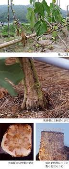 病害虫図鑑