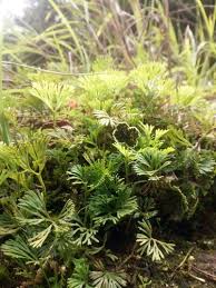 Image result for Elaphoglossum