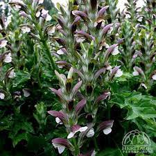 Feb 07, 2021 · morning glory: Plant Profile For Acanthus Morning Candle Hybrid Bear S Breeches Perennial