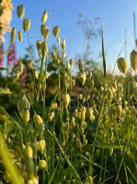 Image result for Briza