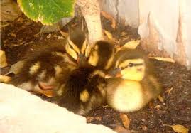 Be sure to give them new hay or straw at least once a week. How To Raise Baby Ducklings Pethelpful