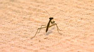 Males tend to 'suddenly' die about 2 to 3 weeks after mating in the fall. More Than 100 Praying Mantises Brought In By Christmas Tree Invade Woman S Home Abc News