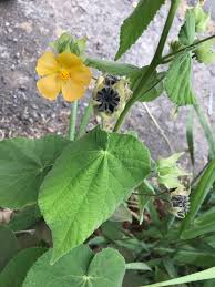 Image result for Hibiscus rhabdotospermus