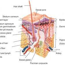 Includes medical definition describing the picture. A Schematic Cross Section Of Human Skin 9 Download Scientific Diagram