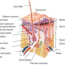 Continue with more related things such frog muscles labeled, skin structure diagram unlabeled and human cell structure. A Schematic Cross Section Of Human Skin 9 Download Scientific Diagram