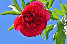 We did not find results for: 40 Types Of Red Flowers With Pictures Flower Glossary