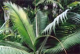 Image result for Dictyosperma