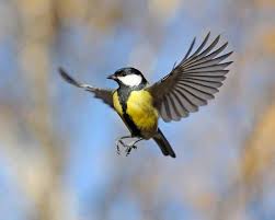 Image result for Kohlmeise vogelhouse