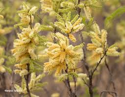 Image result for Elephantorrhiza burkei