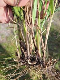 Image result for Eragrostis arenicola