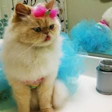 Konusan Kedi Kurnaz Ayca Twitter