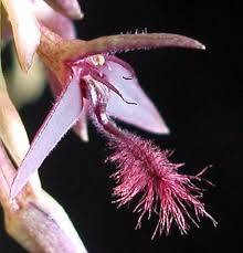 Image result for Bulbophyllum saltatorium