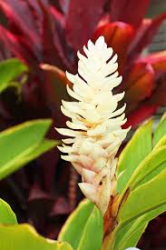 Check spelling or type a new query. Hawaiian Flowers Found On Maui All That Flowers In Hawaii