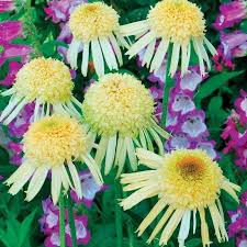 Foto Eigentum Und C Terra Nova Nurseries Schone Blumen Bluhende Pflanzen Mehrjahrige Pflanzen